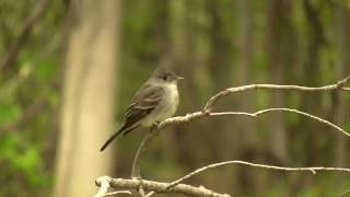 Eastern WoodPewee singing Pioui de lEst Chant [upl. by Yentirb818]