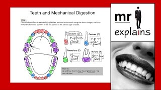 mr i explains Teeth and Mechanical Digestion for IGCSE [upl. by Lednyc]