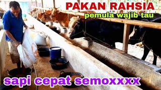 sapijumbo PAKAN RAHASIA SAPI CEPAT SEMOXX PEMULA WAJIB TAU sapilucu sapi seputarsapi youtube [upl. by Chow785]