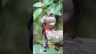 Secrets of the Masked Trogon Ecuador’s Colorful Bird [upl. by Anoek720]