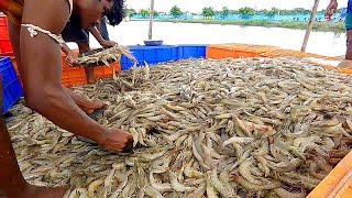 Shrimp fish farming business in india [upl. by Margalit]