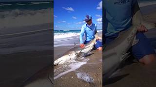 I found a shark fish on the river bank 🦈🦈 shots facts youtubeshort [upl. by Ludwog930]