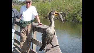 Doublecrested Cormorant at Everglades [upl. by Notsob]