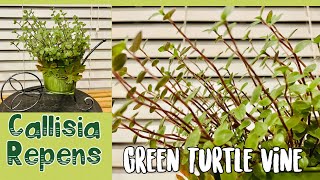 Callisia Repens  Green Turtle Vine  Bolivia Jews  Succulents by Vonny [upl. by Eveleen]