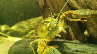 River Biotope Aquarium WasserschildkrÃ¶te Regenbogen Elritze Flusskrebs Rainbow Shiners [upl. by Cristin357]