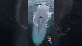 Blue whales whalewatching ocean whale dolphin whaleconservation oceanlife whalefish nature [upl. by Falk]