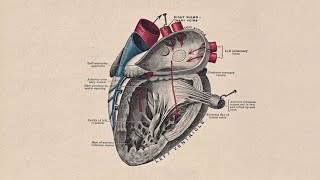 STORY OF A HEARTDevelopment of Interatrial Septum  Interventricular Septum and Trunchus Arteriosus [upl. by Atiuqet286]