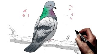 How To Draw A Pigeon  Step By Step [upl. by Danila]