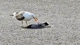 Seagull killed and eats pigeon  wild life nature animal birds [upl. by Sinnylg]