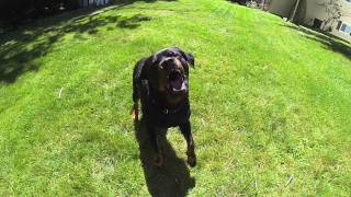 GoPro Rottweiler Dog Bark Slow Motion [upl. by Hgielrebma428]