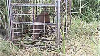 RANCHEZ PIG TRAPPING PRT 8 [upl. by Romeon]