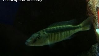 Champsochromis Caeruleus quotTroutquot Cichlids now available at KGTropicals [upl. by Schroth241]