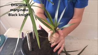 How to Prune amp Propagate your Draceana plants [upl. by Orv]