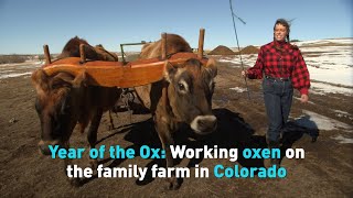 Year of the Ox Working oxen on the family farm in Colorado [upl. by Utir]