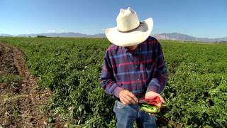 Chili Pepper Farmer [upl. by Elsi]