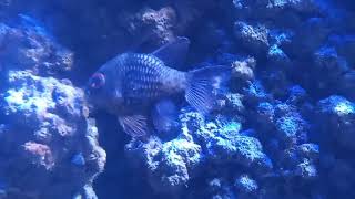 Pajama Cardinalfish Sphaeramia nematoptera [upl. by Nolyak879]