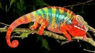 Chameleons Chamaeleonidae Chameleon is Changing his Color Amazingly Waw Must Watch Video [upl. by Towne366]