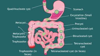 Life cycle of Entamoeba histolytica Notes  parasitology  Basic Science Series [upl. by Neened]