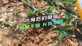 生根剂品牌云南永仁草莓使用翠姆根碧多微生物菌剂，被水淹后，长势仍然健壮 [upl. by Charmane583]