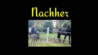 Raumverwaltung Abstand halten pferdetraining horsemanship [upl. by Lleral]