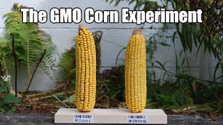 Support the GMO Corn Experiment [upl. by Tabor]