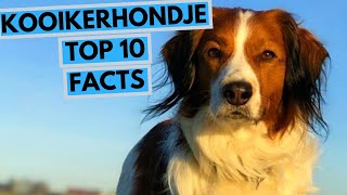 Kooikerhondje  TOP 10 Interesting Facts [upl. by Kappenne224]