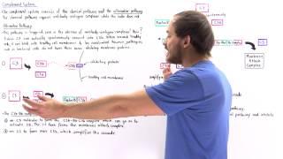 Alternative Pathway of Complement System [upl. by Booth]