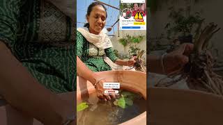 Trichoderma Viride Use🦠Biopesticide🌱ट्राइकोडर्मा जेविक कीटनाशक उपयोगतरीकाashasgardenstoryshorts [upl. by Di297]