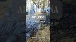 Araucana Blue amp Splash Breeders 202425 pipandgrowfarm [upl. by Jorrie839]