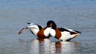 Bergeend Shelduck [upl. by Pillow850]