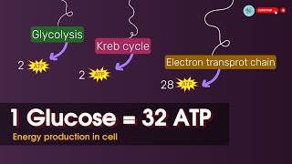 ATP ⚡production in cellular respiration  1glucose  3236 ATP molecules [upl. by Canter285]