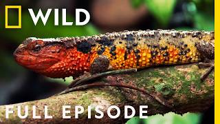 Wild Vietnam Pangolins Primates and the Land of Mountain Forests Full Episode  Nat Geo Wild [upl. by Sansbury]