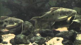 African catfish tank [upl. by Downing]