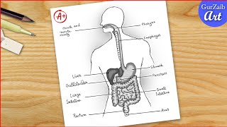 How to draw a Human Digestive system Diagram Drawing  easy science project making  step by step [upl. by Ivel]