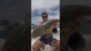 Shocked by BIG Flathead flathead fishing fishingvideo fishingaustralia fishinglife bigfish [upl. by Lovett]