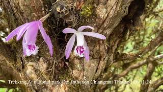 Trekking at national park Doi Inthanon Chiangmai Thailand 261124 [upl. by Iran908]