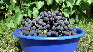 Picking Isabella Grapes [upl. by Diba]