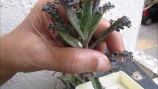 Kalanchoe propagation [upl. by Coltun]