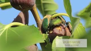 Figeater Beetle  Cotinis mutabilis  HD Video [upl. by Gardell]