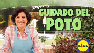 Cuidado Del Poto🎍☘  El Jardín De Lidl  Lidl España [upl. by Gnoud851]