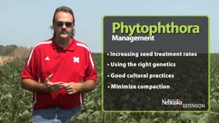 Phytophthora Root and Stem Rot Management [upl. by Seidler]