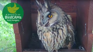 Longeared Owl reactions to danger [upl. by Geiss]