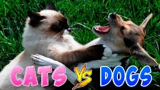 Funny Cats And Dogs Part 2  Funny Cats vs Dogs  Funny Animals Compilation [upl. by Alicia]