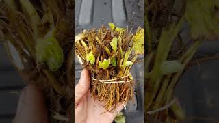 Growing Strawberries in Louisiana [upl. by Savadove]