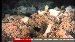 Nature Inc  Coral Cashpoint 1 of 2  Marine Preservation  BBC Environmenal Documentary [upl. by Namwen405]