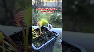 Dionea Muscipula “Cup Trap” plantlover vft carnivorous plant pitcherplants garden planttour [upl. by Mireille]