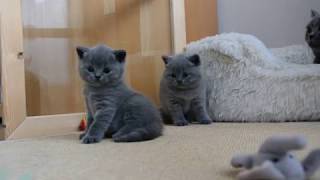 British Shorthair Kitten Cattery [upl. by Yvi423]