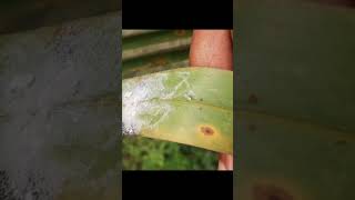 spiralling whitefly west bengal [upl. by Eyanaj]