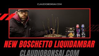 NUOVO BOSCHETTO LIQUIDAMBAR BONSAI [upl. by Nylaehs]