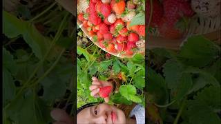 Picking strawberry pickingfruit enjoy deliciousfood garden strawberryharvesting [upl. by Sergent450]